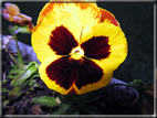 foto Fiori